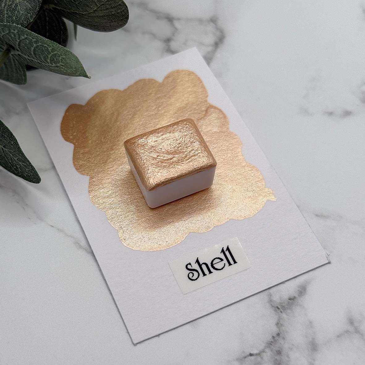 Shell – Colors by ViTa